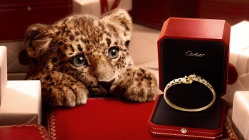 卡地亚全新节日季广告大片